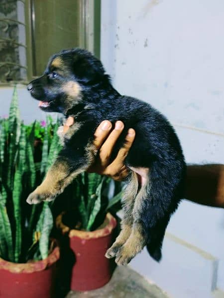 German shepherd puppy pedigreed black ,black and tan 3
