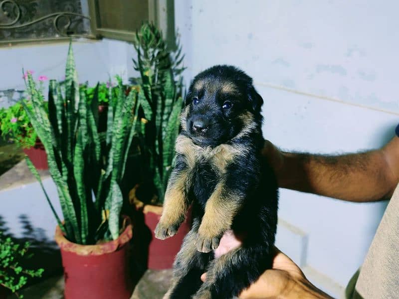 German shepherd puppy pedigreed black ,black and tan 4