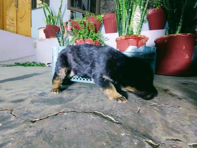 German shepherd puppy pedigreed black ,black and tan 5