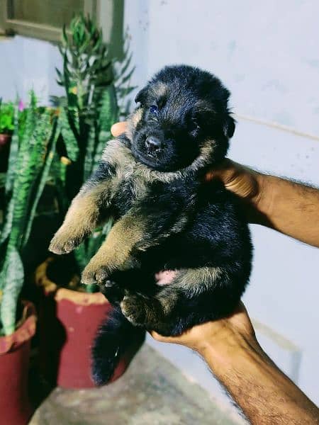German shepherd puppy pedigreed black ,black and tan 6