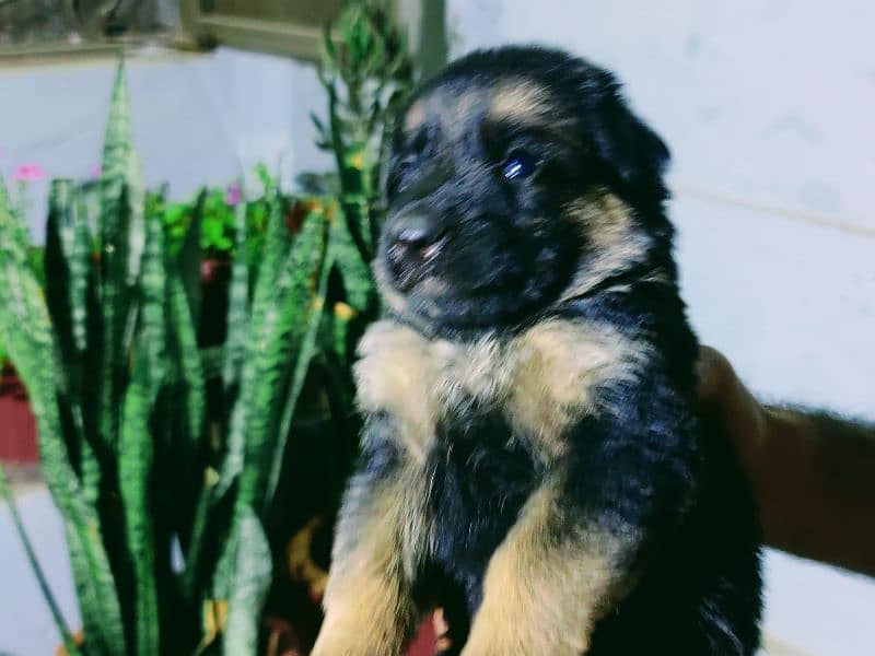 German shepherd puppy pedigreed black ,black and tan 7