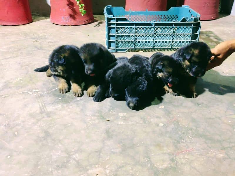 German shepherd puppy pedigreed black ,black and tan 10