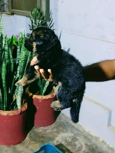 German shepherd puppy pedigreed black ,black and tan 13