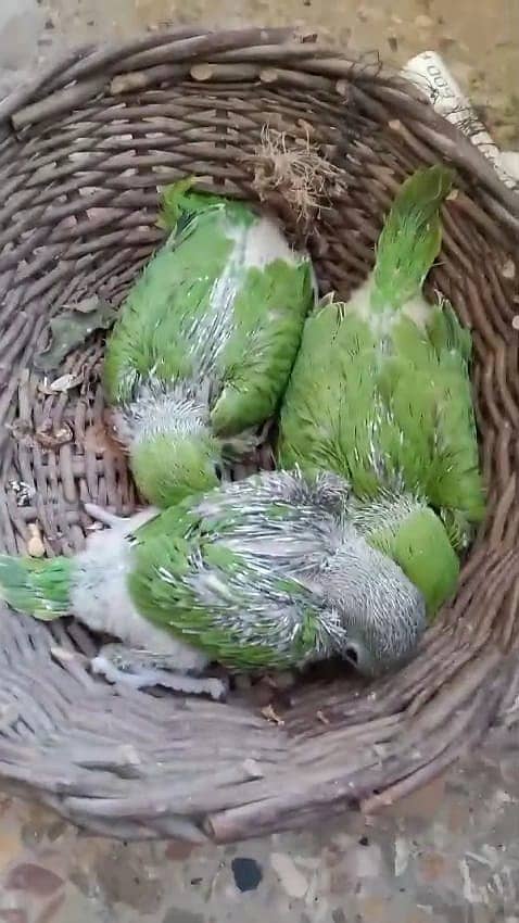 Green ringed neck parrots (NOT PAHARI) 0