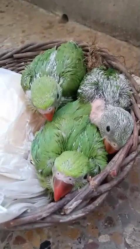 Green ringed neck parrots (NOT PAHARI) 1