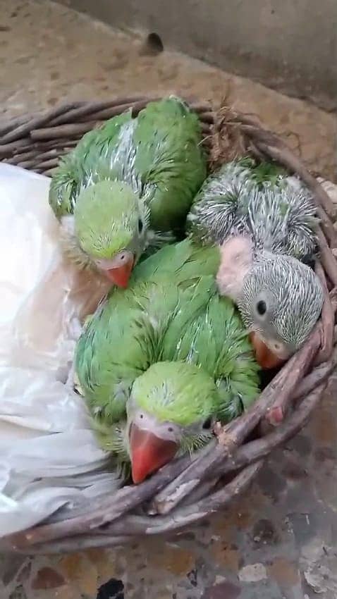 Green ringed neck parrots (NOT PAHARI) 2