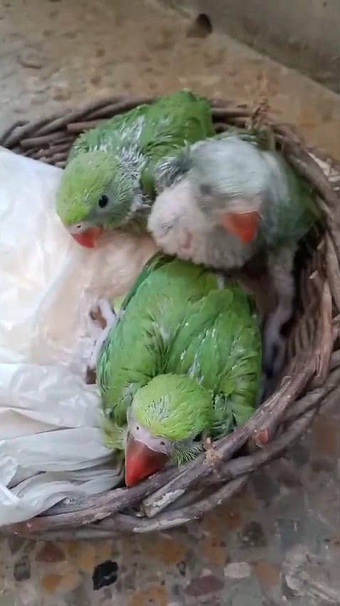 Green ringed neck parrots (NOT PAHARI) 3