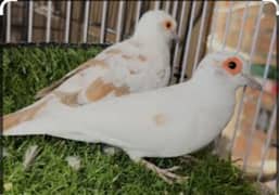 Supreme Quality Pied Doves Washed Quality