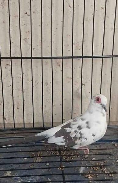 Supreme Quality Pied Doves Washed Quality 2