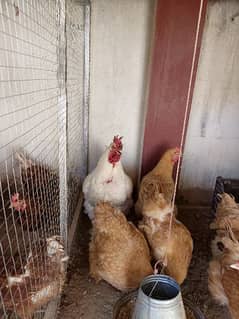 golden buff female and white buff male for sale