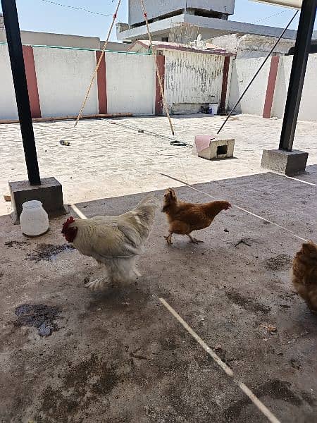 golden buff female and white buff male for sale 3