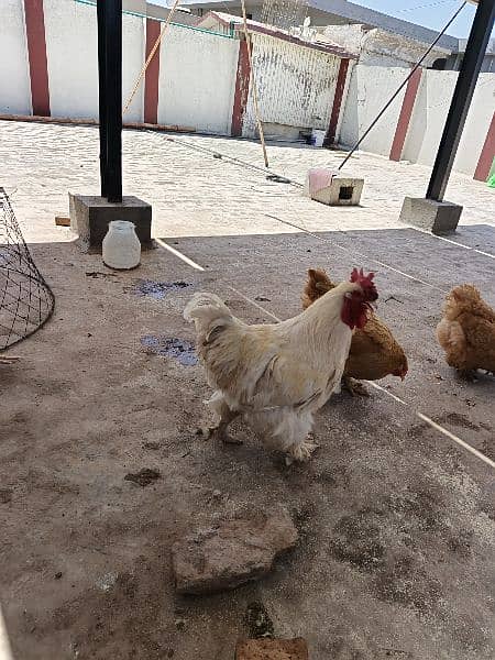 golden buff female and white buff male for sale 4