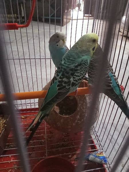 lovebirds for sale 1
