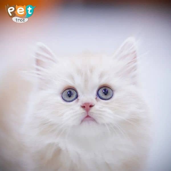 Adorable Persian Extreme punch Kittens 17