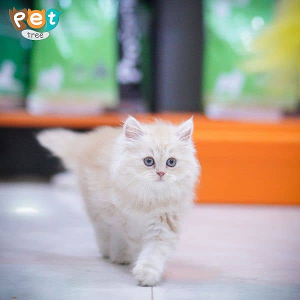 Adorable Persian Extreme punch Kittens 18