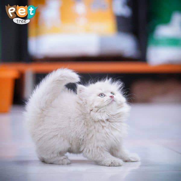 Adorable Persian Extreme punch Kittens 19