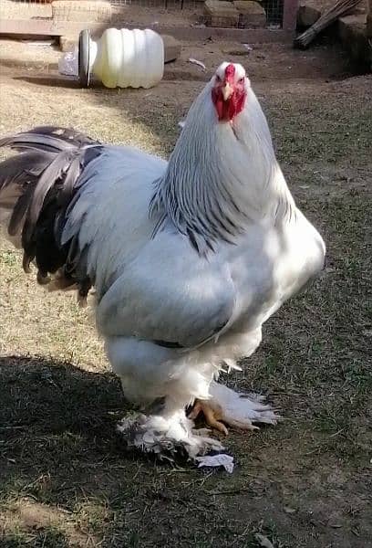 Brahma chicks and eggs for sale 6