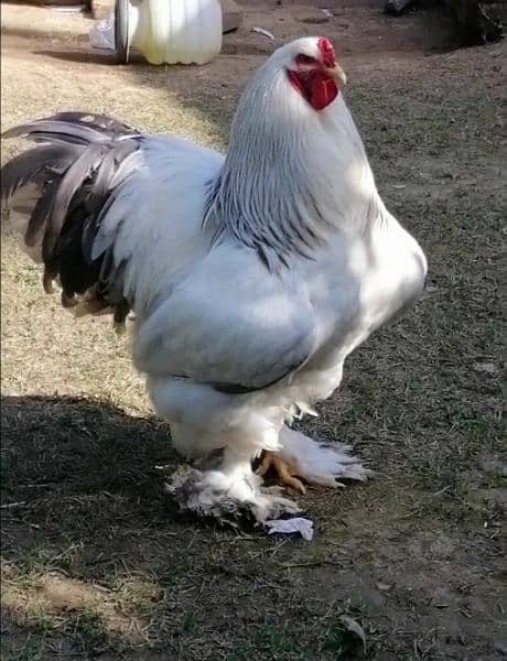 Brahma chicks and eggs for sale 8