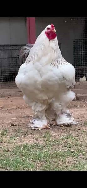 Brahma chicks and eggs for sale 11