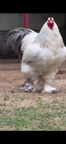 Brahma chicks and eggs for sale 12