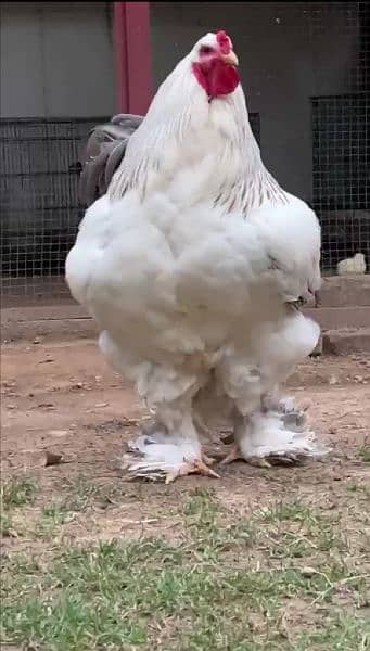 Brahma chicks and eggs for sale 13