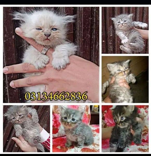 High Quality And Inteq Color Max Punch Faces kittens All kittens 0