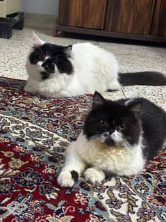 one pair and 1 kitten Persian home bread