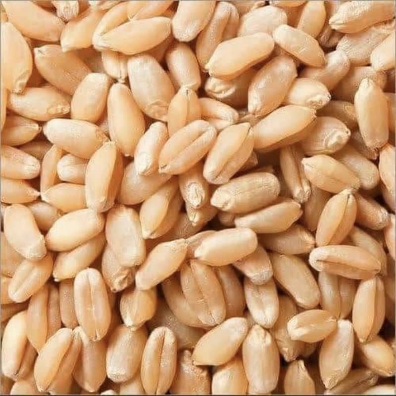 A+ quality Wheat for sale 0