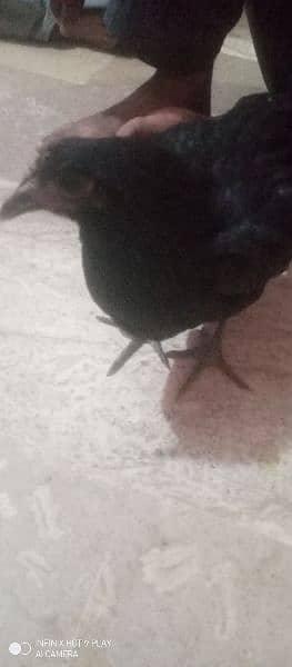 hen for sell 1