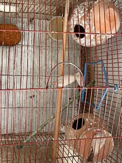 Finches 2 pair with cage