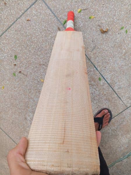 Plain English willow hard ball cricket bat 1