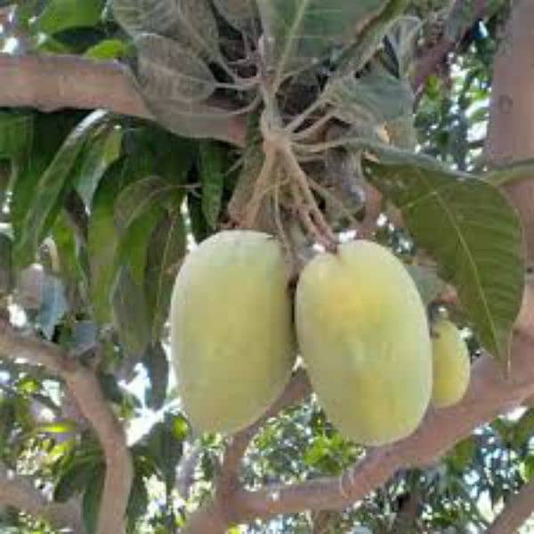 SINDHRI MANGOES Available All over pkaistan 2