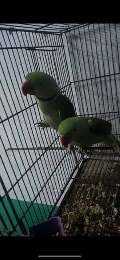 kashmiri/raw/pahari parrots pair breeder