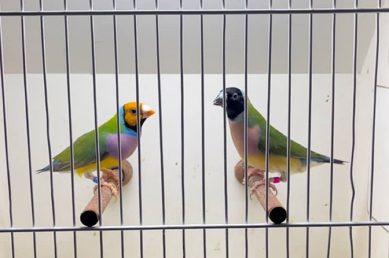 All Types Of Quality Lady Gouldians, All Colours 1