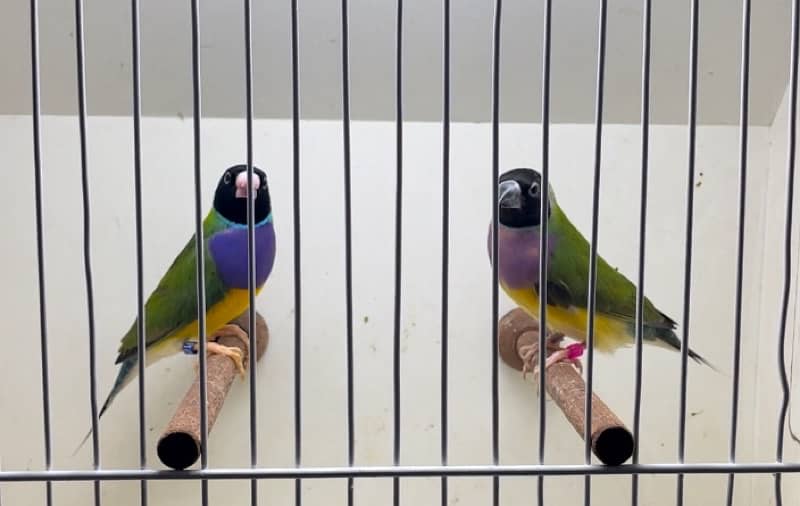 All Types Of Quality Lady Gouldians, All Colours 3