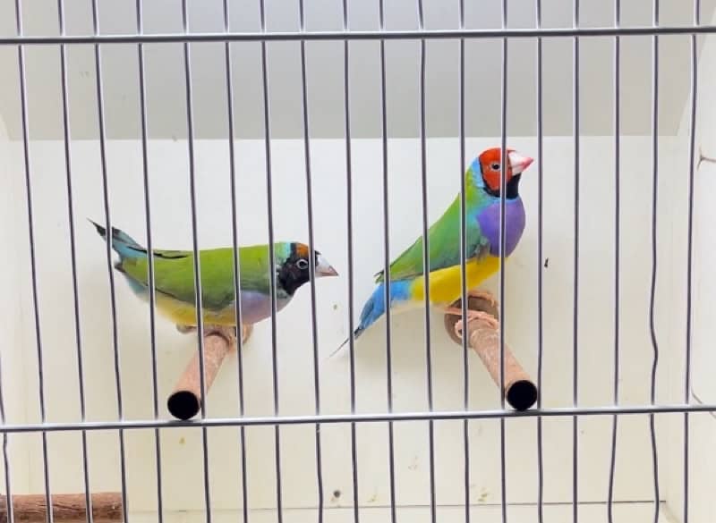 All Types Of Quality Lady Gouldians, All Colours 5