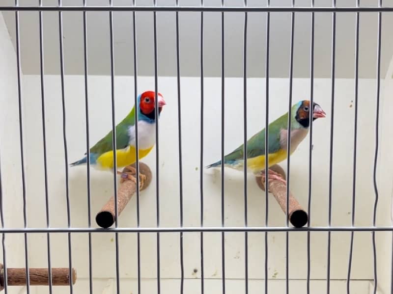 All Types Of Quality Lady Gouldians, All Colours 6