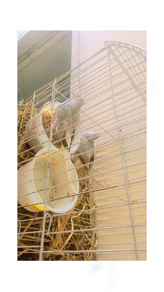 white dove pair 1000 cage also sale large 1500 iron 0