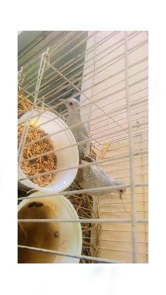 white dove pair 1000 cage also sale large 1500 iron 2