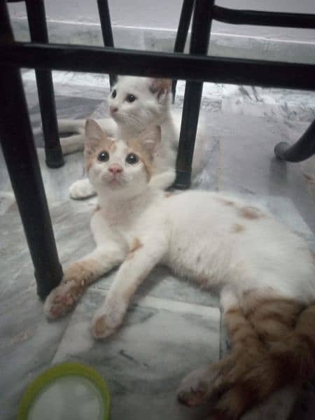 2 kitten 1