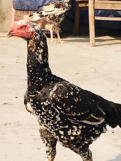 Saleta sindhi jawa male Cheeni thai cross breed madi 03270101713