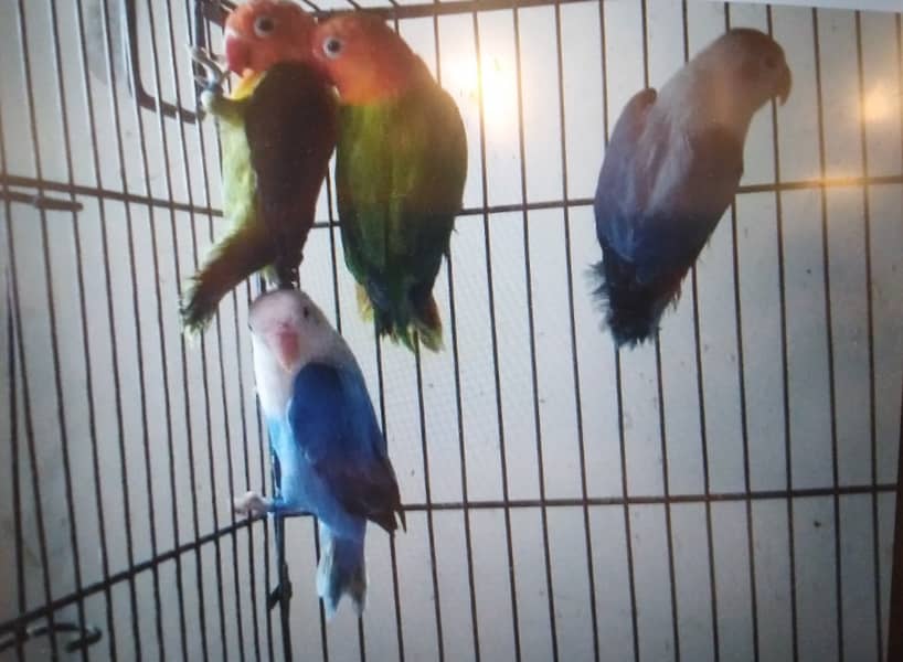 5 lovebirds for sale, separately cages available 0