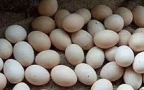 Aseel eggs available
