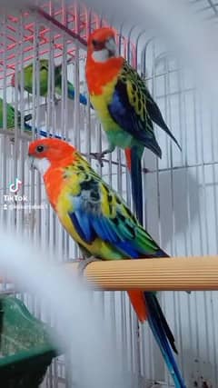 Rosella breader pair with chiks 0