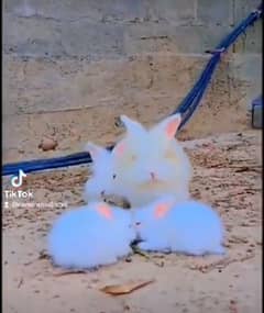 angora rabbit 0