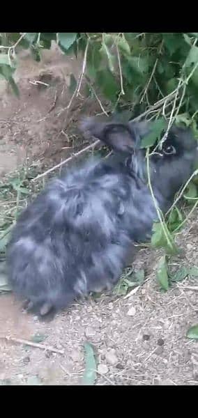 angora rabbit 2