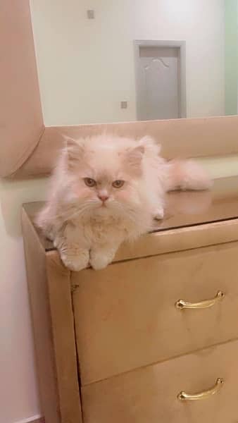 Persian Male cat 1