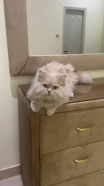 Persian Male cat 2