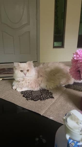 Persian Male cat 3