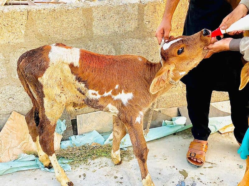 2 cow kids for sale mashallah healthy end active 03172112210 2